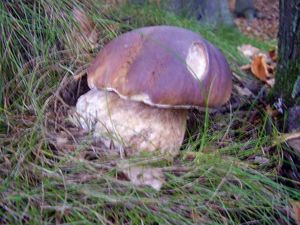 Klikni pro velký obrázek