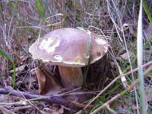 Klikni pro velký obrázek