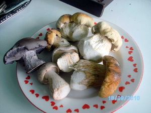 Klikni pro velký obrázek