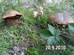 Klikni pro velký obrázek