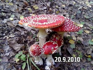 Klikni pro velký obrázek