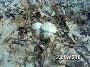 Klikni pro velký obrázek