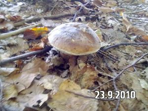 Klikni pro velký obrázek