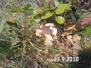 Klikni pro velký obrázek