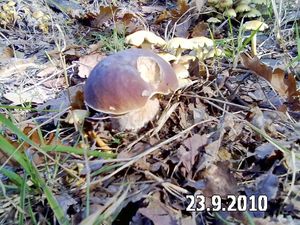 Klikni pro velký obrázek