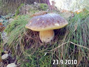 Klikni pro velký obrázek