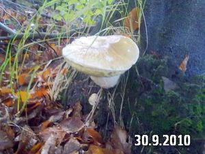 Klikni pro velký obrázek