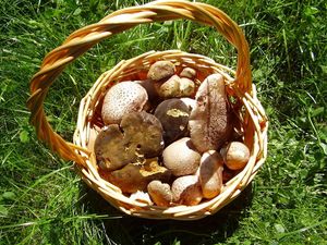 Klikni pro velký obrázek