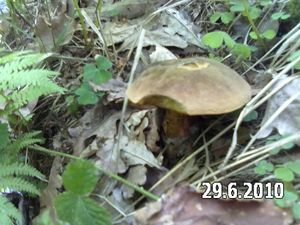 Klikni pro velký obrázek