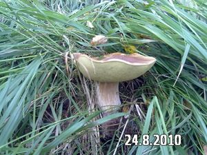 Klikni pro velký obrázek