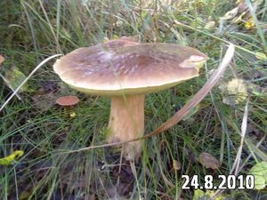 Klikni pro velký obrázek