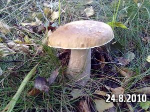 Klikni pro velký obrázek