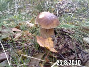 Klikni pro velký obrázek