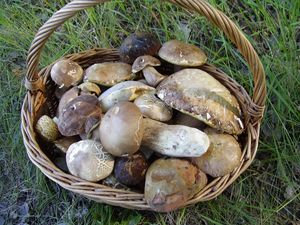 Klikni pro velký obrázek