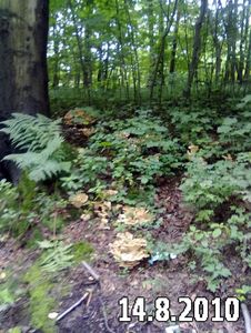 Klikni pro velký obrázek