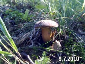 Klikni pro velký obrázek