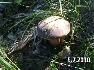 Klikni pro velký obrázek