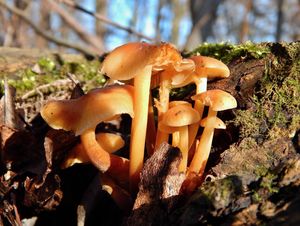 Klikni pro velký obrázek