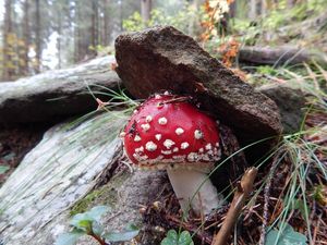 Klikni pro velký obrázek