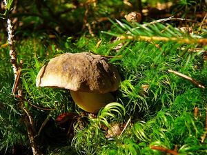 Klikni pro velký obrázek