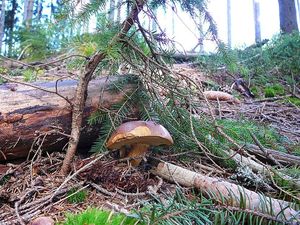 Klikni pro velký obrázek