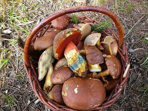 Klikni pro velký obrázek