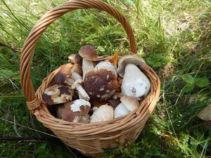 Klikni pro velký obrázek