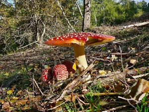 Klikni pro velký obrázek