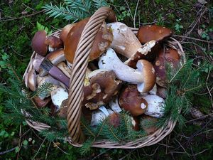 Klikni pro velký obrázek