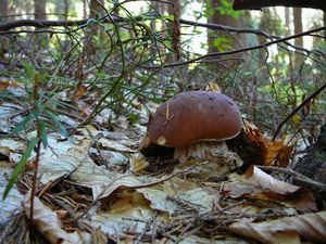 Klikni pro velký obrázek