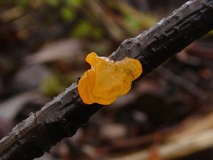 Rosolovka mozkovitá - Tremella mesenterica