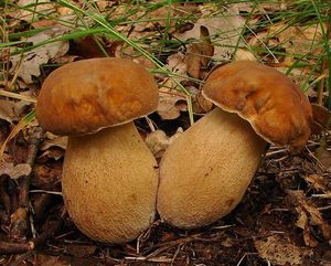 Klikni pro velký obrázek