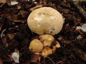 Klikni pro velký obrázek