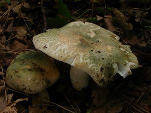 Holubinka nazelenalá - Russula virescens