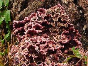 Pevník nachový - Chondrostereum purpureum (Pers.) Pouzar 1959