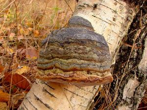 Troudnatec kopytovitý - Fomes fomentarius  (L.:Fr.) Fr.