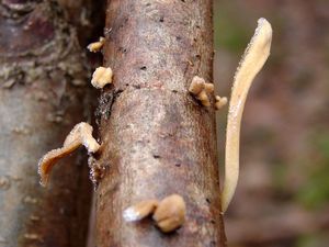 Kyj zkroucený - Macrotyphula contorta (Holmsk.) Rauschert