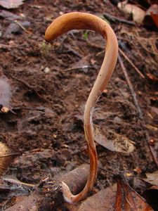 Kyj rourkovitý - Macrotyphula fistulosa ( Fr. ) R. H. Petersen