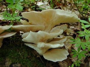 Hlíva plicní - Pleurotus pulmonarius (Fr.) Quél. 1872