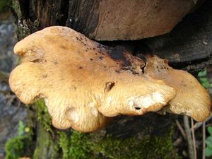 Choroš měnlivý - Polyporus varius