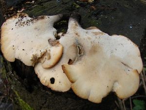 Choroš měnlivý - Polyporus varius