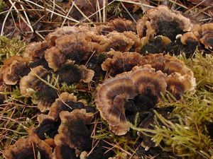 Outkovka pestrá - Trametes versicolor (L.) Lloyd 1921