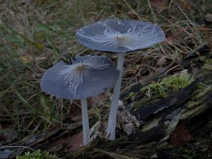 Hnojník žlutochlupý - Coprinellus xanthothrix (Romagn.) Vilgalys, Hopple & Jacq. Johnson 2001