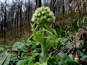 Devětsil bílý (Petasites albus)