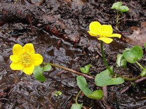 Blatouch bahenní (Caltha palustris)