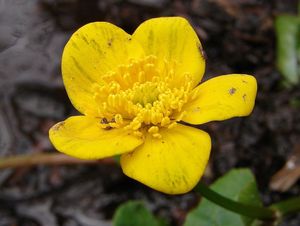 Blatouch bahenní (Caltha palustris)