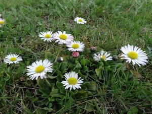 Sedmikráska obecná (Bellis perennis)