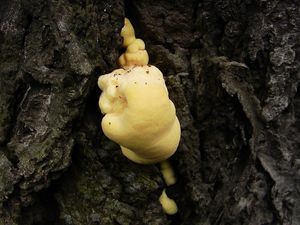 Sírovec žlutooranžový - Laetiporus sulphureus (Bull.) Murrill 1920