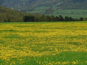 Smetánka lékařská (Taraxacum officinale)