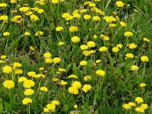 Smetánka lékařská (Taraxacum officinale)